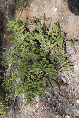 Macledium grandidieri