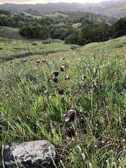 Fritillaria biflora ineziana