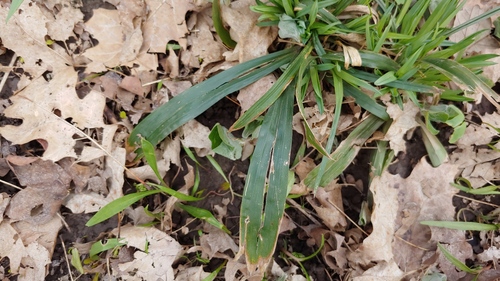White bear sedge (Carex albursina)