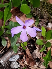 Phlox stolonifera