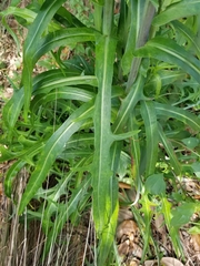 Lactuca graminifolia
