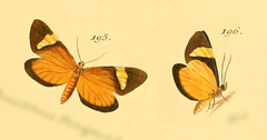Erbessa priverna