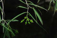 Coptosperma madagascariense