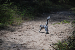 Lemur catta