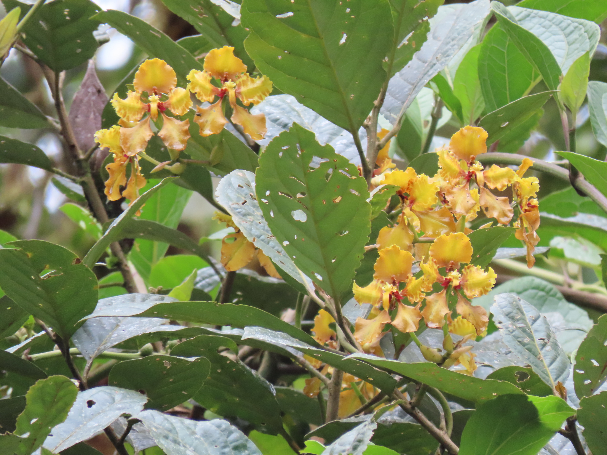 Cyrtochilum grandiflorum (Lindl.) Kraenzl. 4