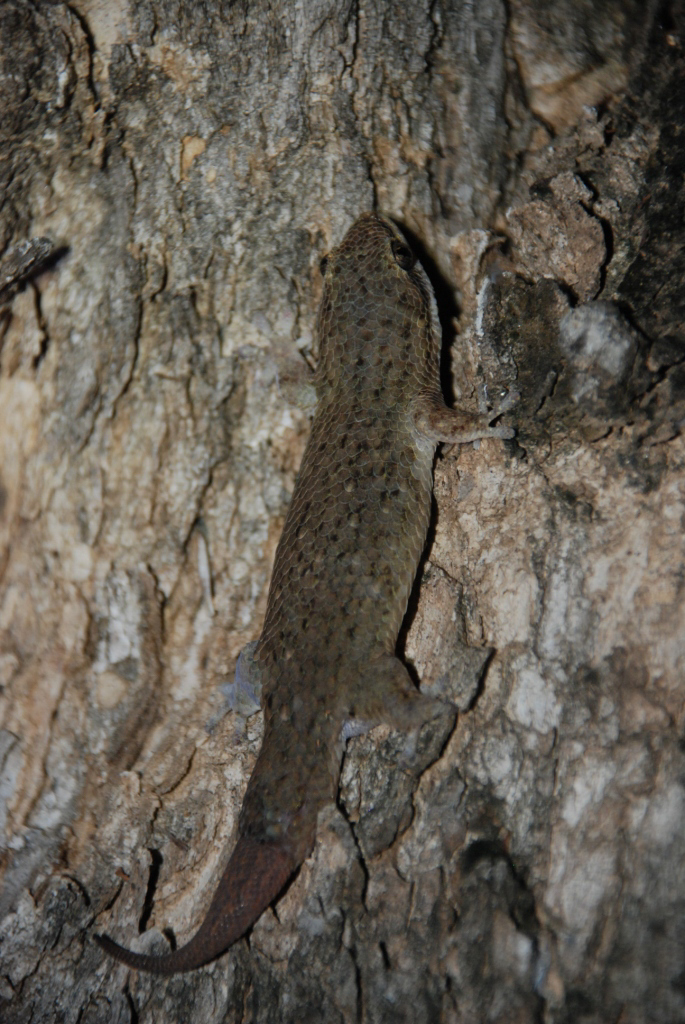 Grandidier's Gecko