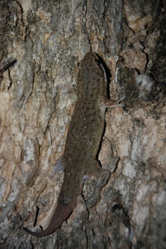 Grandidier's Gecko