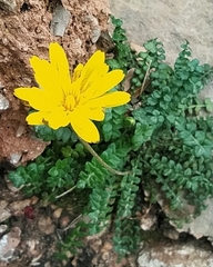 Hyoseris lucida