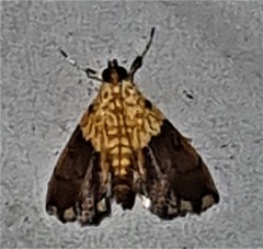 Agrotera basinotata