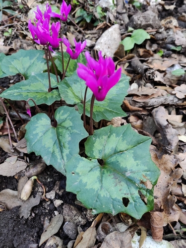 Ciclamino primaverile