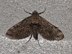 Parapoynx crisonalis