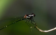 Nososticta impercepta