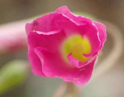 Image of Oxalis stellata by (c) Nicola van Berkel, some rights reserved (CC BY-SA)