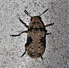 Euparius didymus