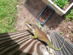 Anolis carolinensis