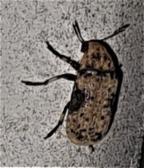 Euparius didymus