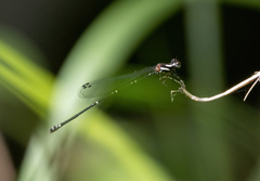 Nososticta impercepta