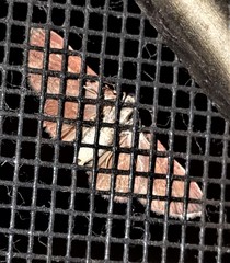 Gymnoscelis derogata