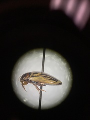 Agabus disintegratus