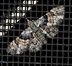 Gymnoscelis derogata