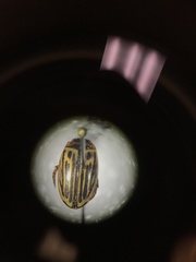 Agabus disintegratus