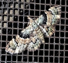 Gymnoscelis derogata