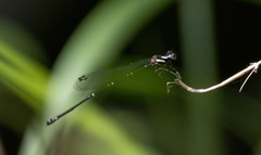 Nososticta impercepta