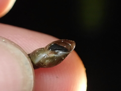 Omphiscola glabra