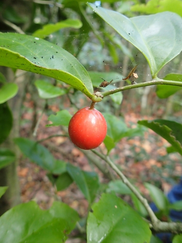 Schoepfia arenaria