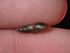 Omphiscola glabra