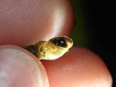 Omphiscola glabra