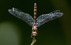 Trithemis lilacina