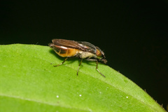 Idiella
