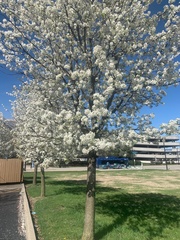 Pyrus calleryana
