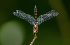 Trithemis lilacina