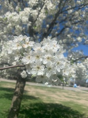 Pyrus calleryana