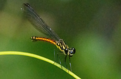 Rhinocypha pagenstecheri timorana