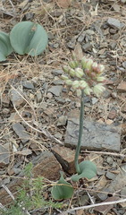 Eriospermum brevipes