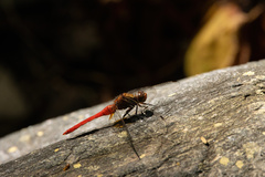 Orthetrum testaceum soembanum