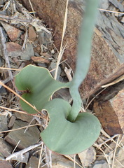 Eriospermum brevipes