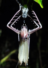 Monocerophora