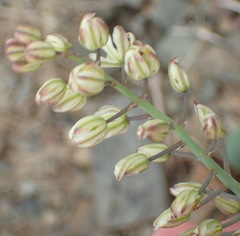 Eriospermum brevipes
