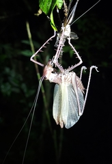 Monocerophora