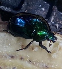 Lagochile emarginata