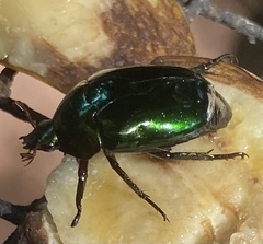 Lagochile emarginata