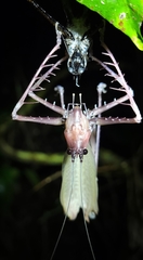 Monocerophora