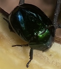 Lagochile emarginata