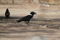 Corvus albus