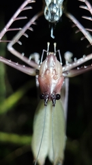 Monocerophora