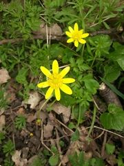 Ficaria verna